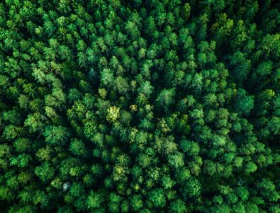 arbres | environnement | forêt | bois | écosystème | développement durable | vert | feuilles